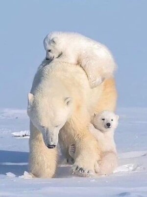 mom&cubs.jpg