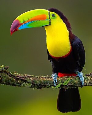 toucan 0jh.jpg