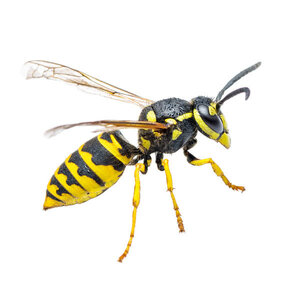 yellowjacket-e1637103209729.jpg