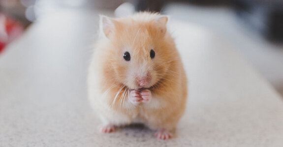 Hamster-thumbnail.jpg