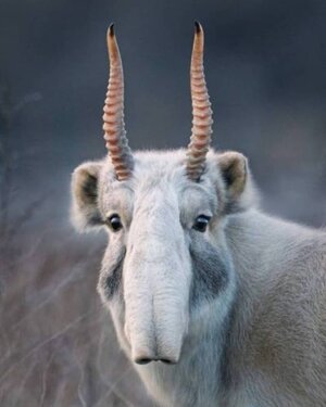 saigaantelope.jpg