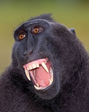 blackmacaque.jpg