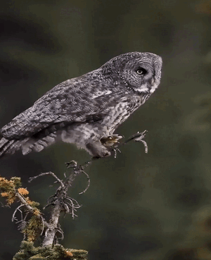 Grey  Owl.gif