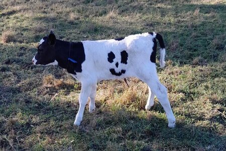 Happy the Cow.jpg