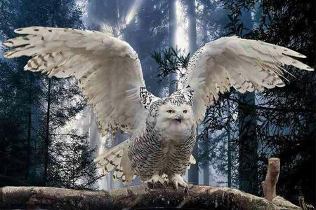 SnowyOwl.jpg