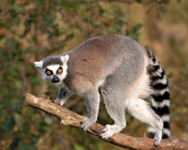 lemur.jpg