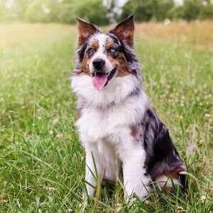 australian shepherd dog (1)_0.jpg