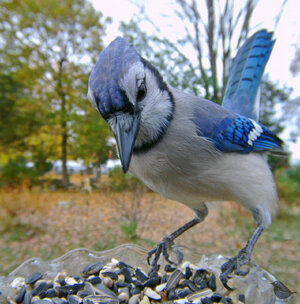 blue jay 2.jpg