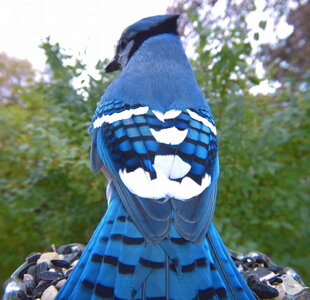 blue jay 1.jpg