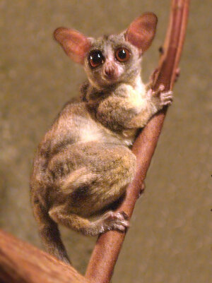 Galago_senegalensis.jpg