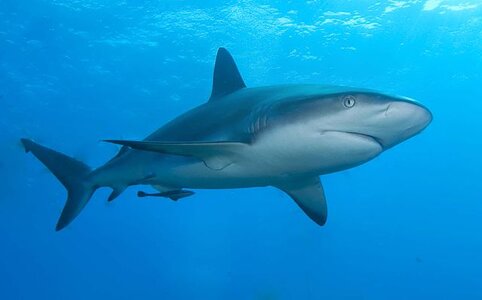 Caribbean_reef_shark.jpg