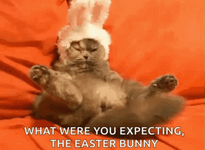 easter-kitty-what-were-you-expecting.gif