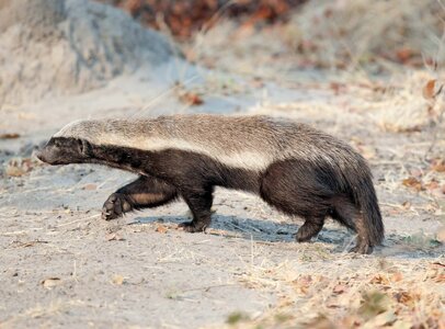 Honey-badger-ratel-Botswana-Chobe-National-Park.jpg