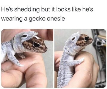 Gecko Shedding.jpg