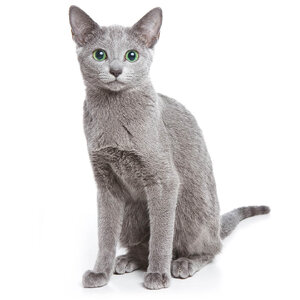 Russian-Blue.jpg