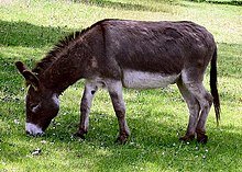 donkey.jpg donkey.jpg