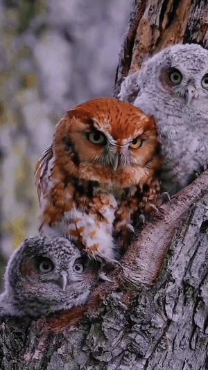 owls.gif