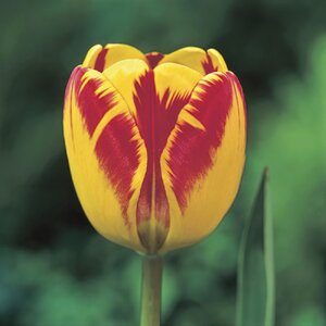 banja-luka-darwin-tulip-bulbs.jpg