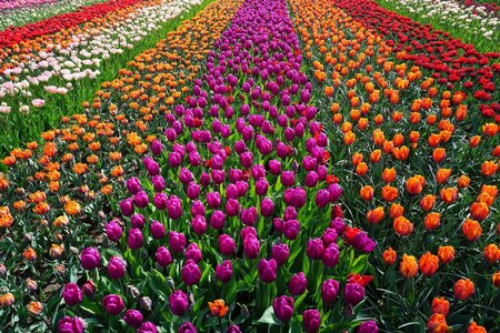 field-of-flowers-2269528_1920.jpg