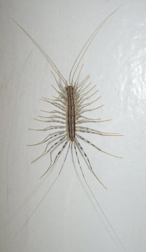 HouseCentipede7hr.jpg