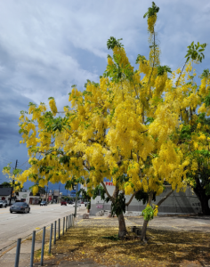 Golden Shower Tree.png