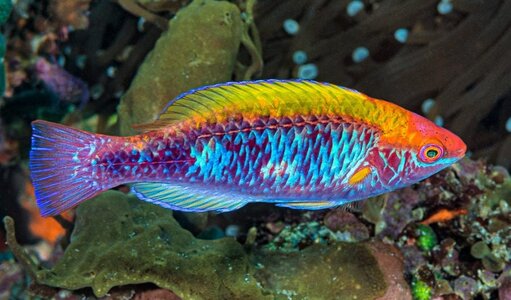 fairy-wrasse-900x529.jpg