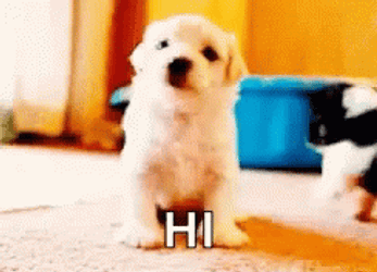cute-puppy-hi-9ilv101zwgnud0xg.gif