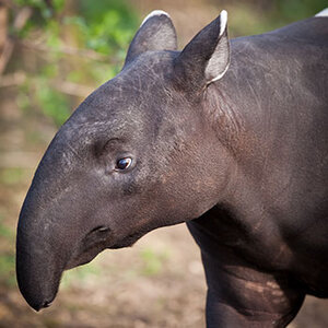 Malayan-Tapir-SMALL.jpg