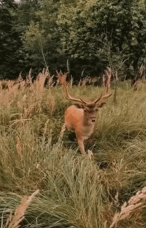 deer.gif