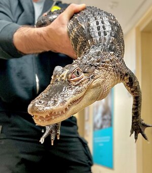 nj-alligator-4.jpg