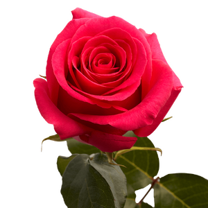 choose-your-quantity-of-roses-globalrose.png