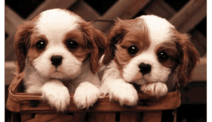 pic_image5puppies.gif