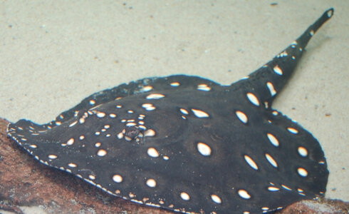 White-blotched_River_Stingray_Potamotrygon_leopoldi_2284px.jpg