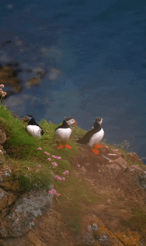 puffins.gif