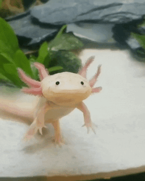 axolotl.gif