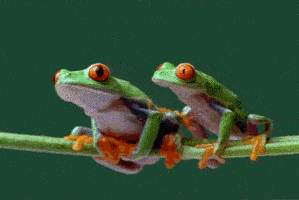 FROGS.gif