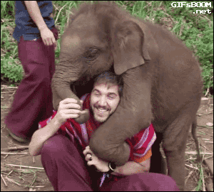 1536069283cute-baby-elephant-love-gif.gif