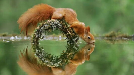 squirrel-cute-fauna-drink-wallpaper-preview.jpg