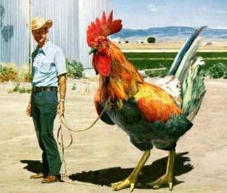giant_cock.jpg
