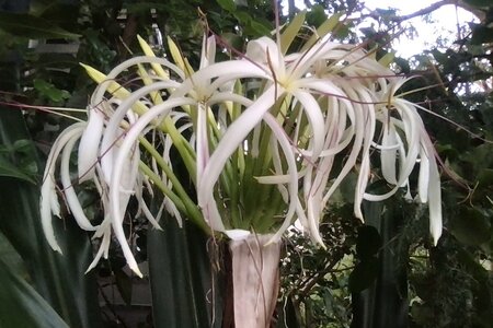 Crinum Lily.jpeg