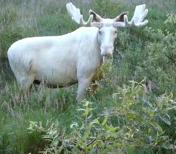 Rare White  Moose.jpg