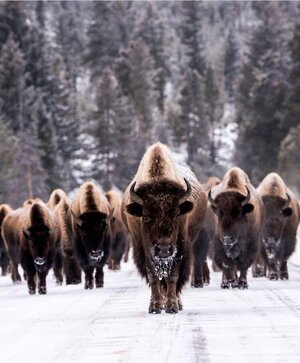 Bison.jpg