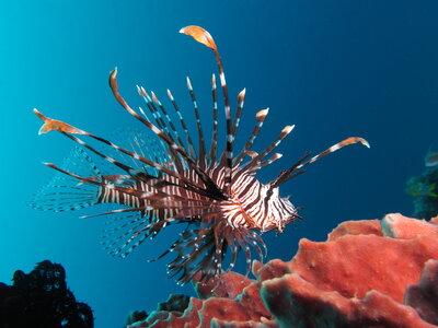 Red_lionfish_near_Gilli_Banta_Island.jpeg.jpg