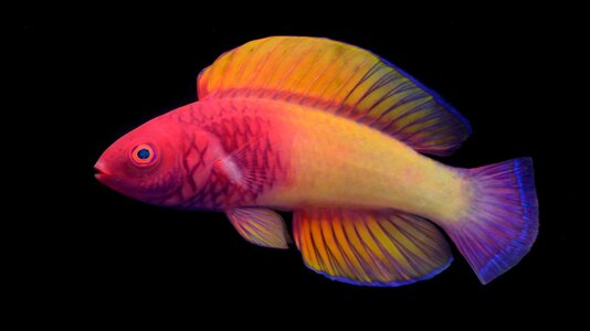 https___cdn.cnn.com_cnnnext_dam_assets_220309153016-02-rose-veiled-fairy-wrasse-discovery.jpg