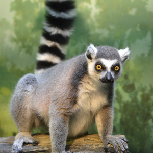 Ring-tailed-lemur-main.png