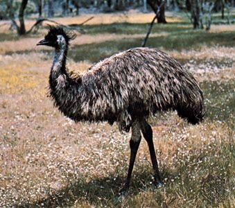 Emu.jpg