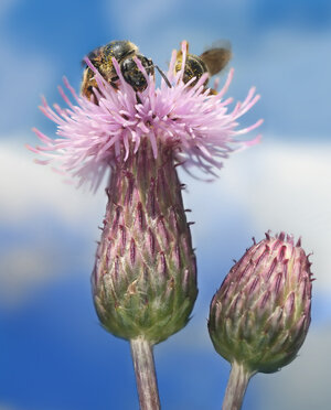 Cirsium_arvense_with_Bees_Richard_Bartz.jpg