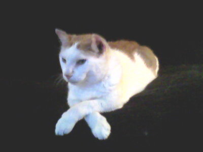 Josuff (studio portrait).jpg Josuff (studio portrait).jpg