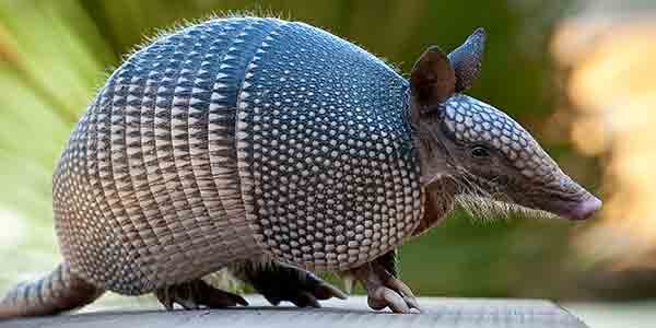 mammal_nine-banded-armadillo_600x300.jpg