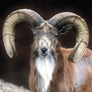 transcaspian-urial-01-01.jpg